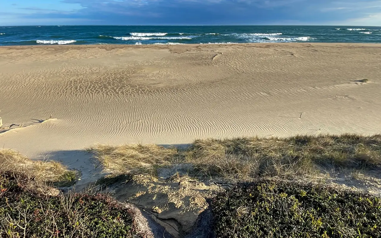 Sand dunes and beach grass at South Beach in Katama