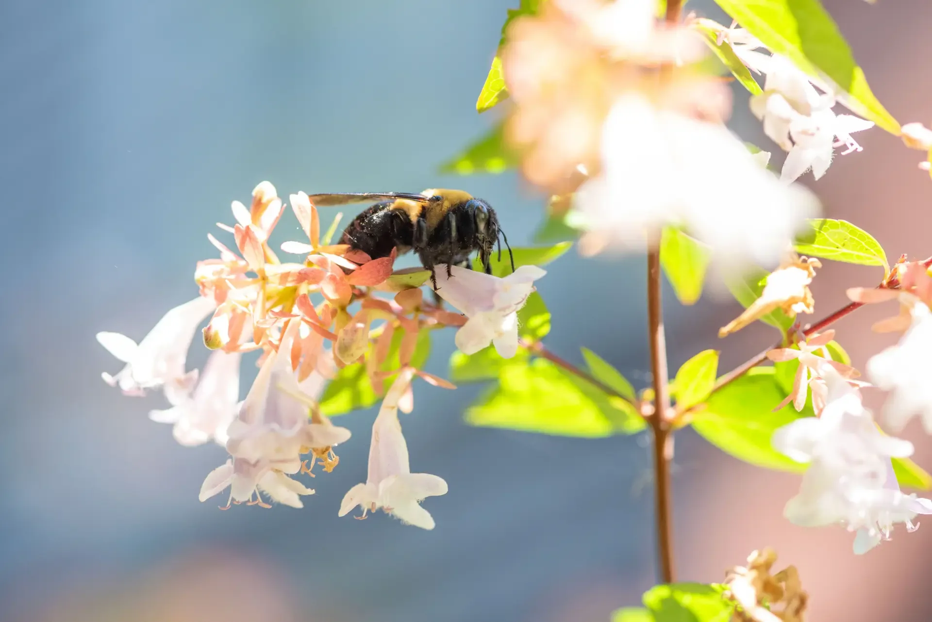 A bee up close on late-summer blooms