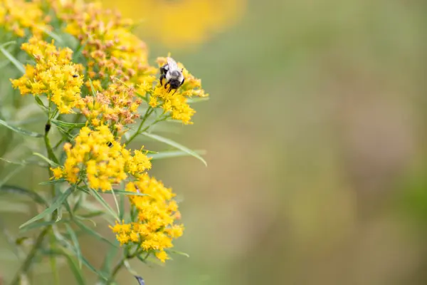 Bumblebee feeding on bright yellow goldenrod blooms