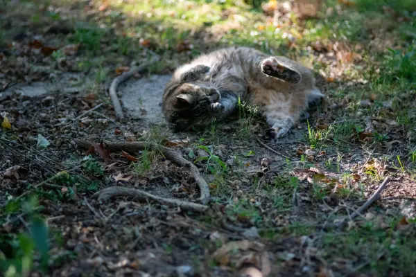 Cat rolling on its back in a shady yard