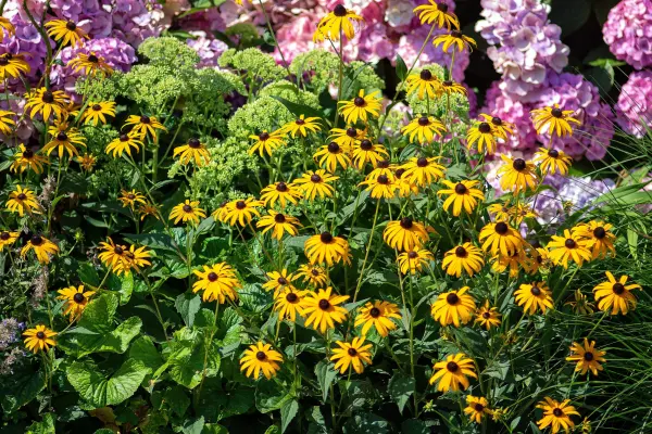 Black-eyed Susans and hydrangeas blooming in a colorful garden