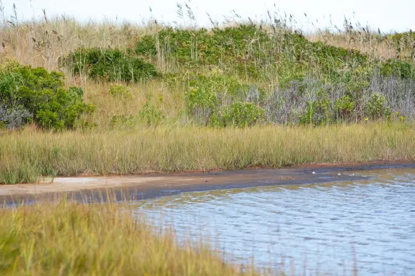 Salt marsh grasses edging a quiet tidal pond