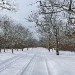 Winter Wonderland Stroll: A Scenic Walk on Martha's Vineyard