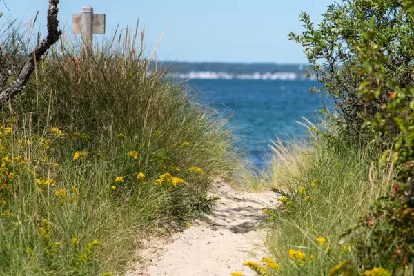 Sandy path through goldenrod and dune grass to blue water