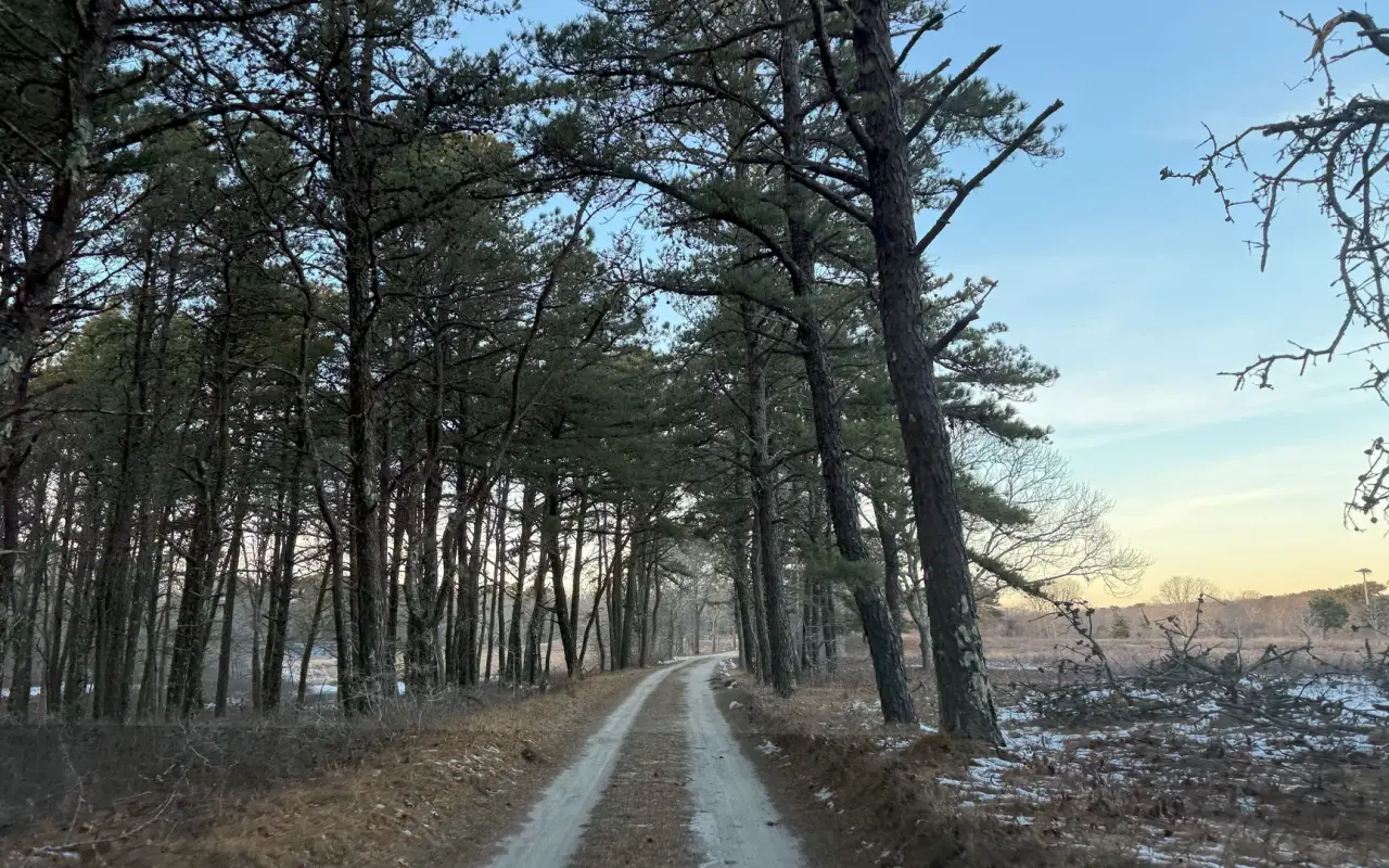Woodland trail at Felix Neck on Martha's Vineyard