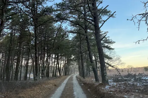 The pine-lined sanctuary road at Felix Neck