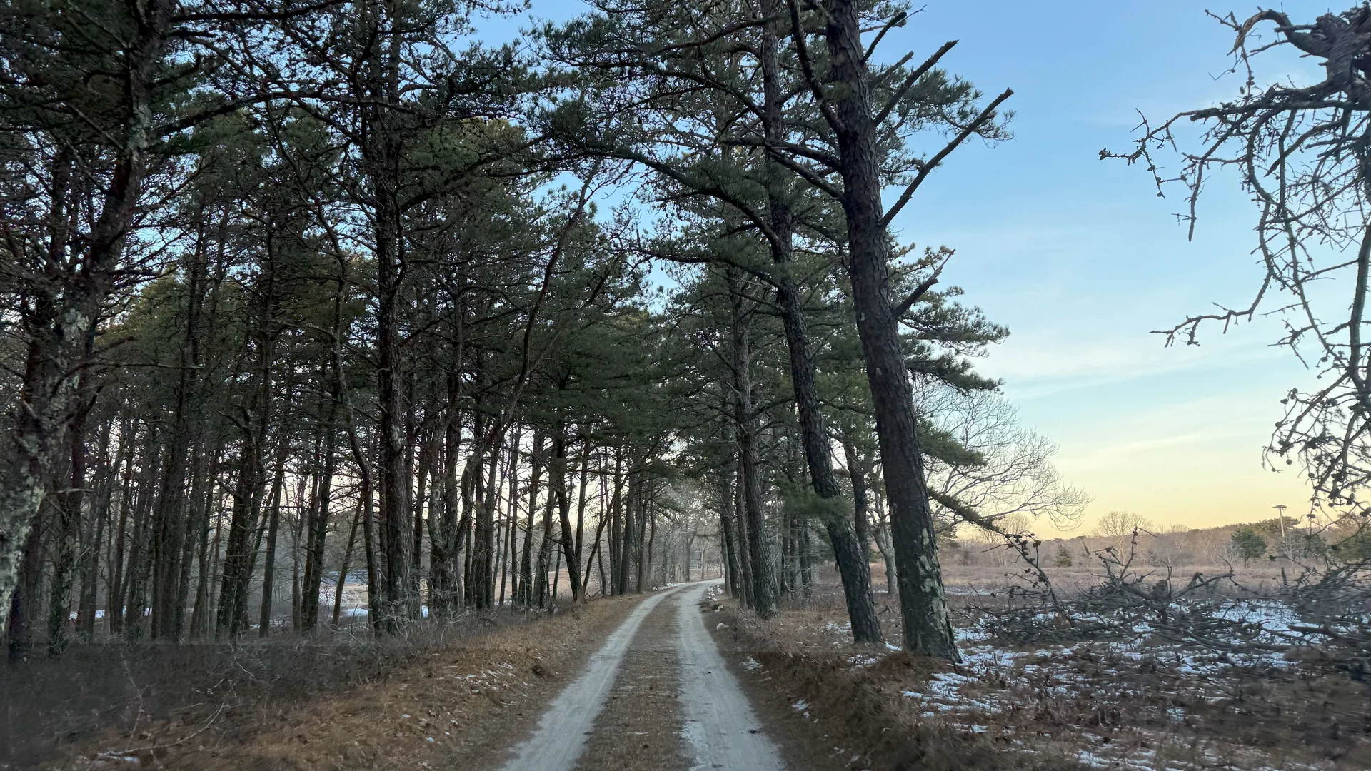 The pine-lined sanctuary road at Felix Neck