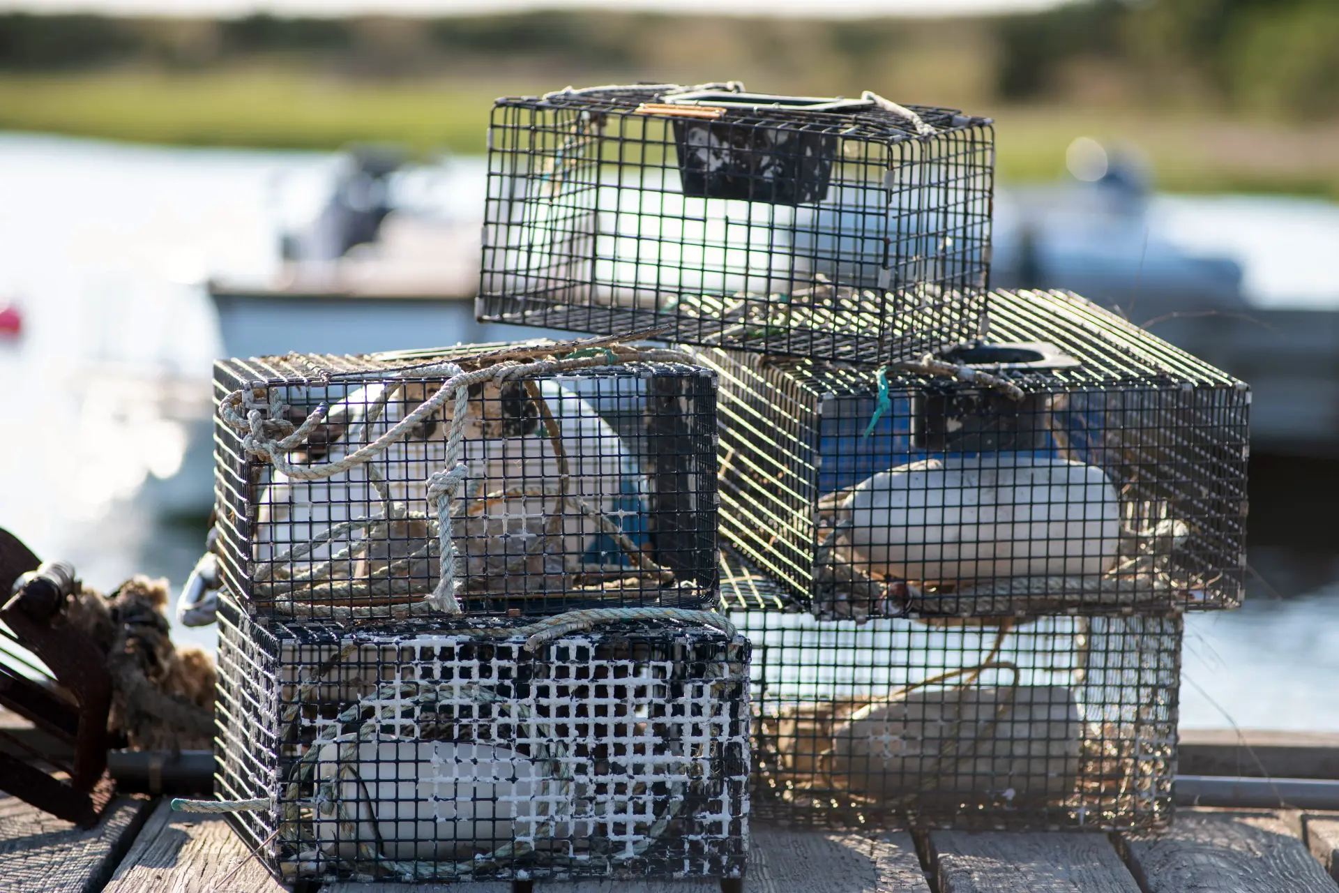 Lobster on Martha's Vineyard: The Menemsha Fleet, the Rules, and Where to Buy It Off the Boat (2026)