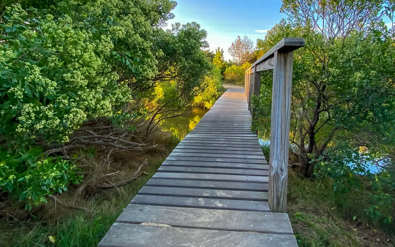 Wooden boardwalk trail through dense green shrubs on Martha’s Vineyard