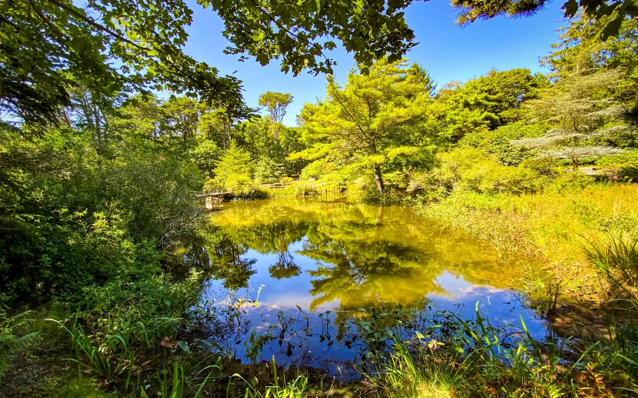 A wooden footbridge over a still pond at Mytoi Japanese garden with pines and early fall color reflected in the water