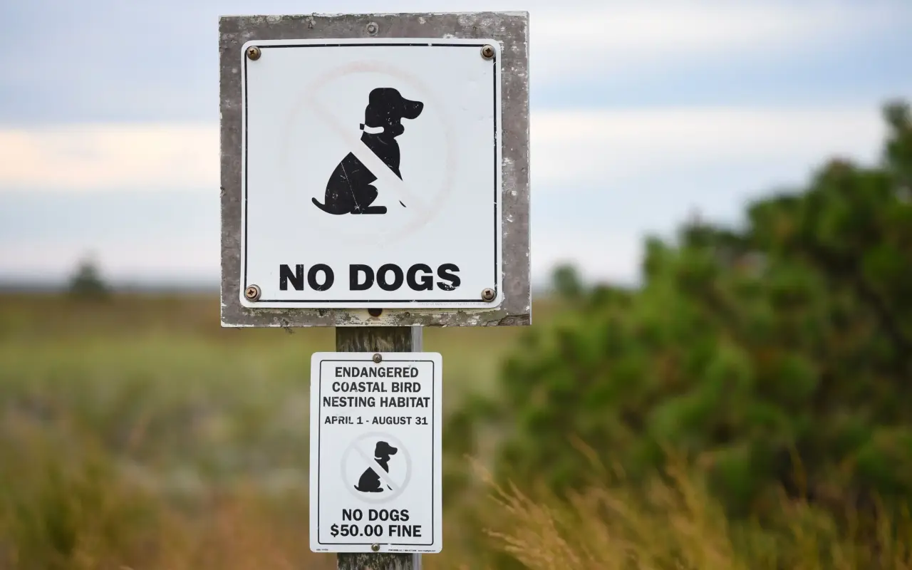 No Dogs sign protecting endangered coastal bird nesting habitat on a Marthas Vineyard beach