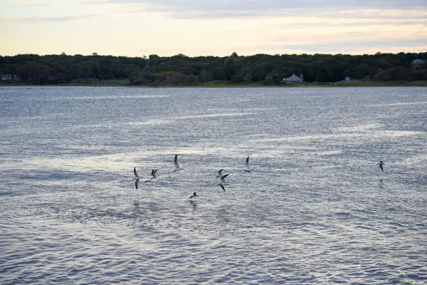 Seabirds skimming low over the water at dusk