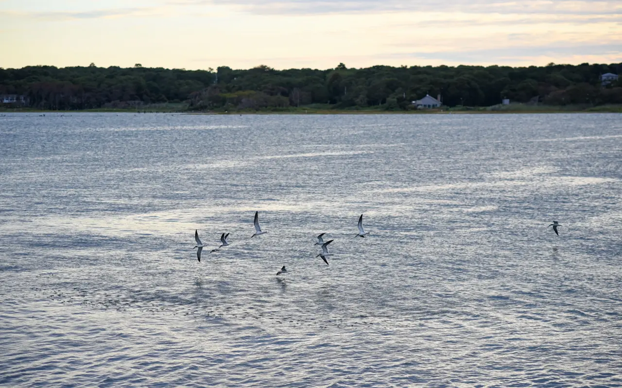 Seagulls flying over Oak Bluffs shoreline during summer