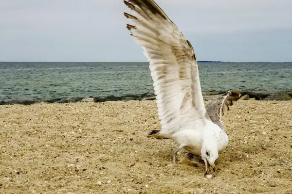 Seagull spreading its wings on the sandy beach