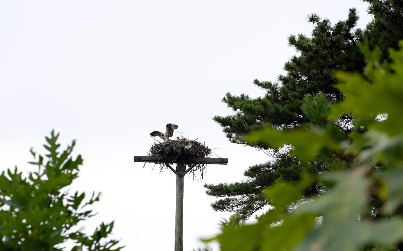 Osprey on Martha's Vineyard