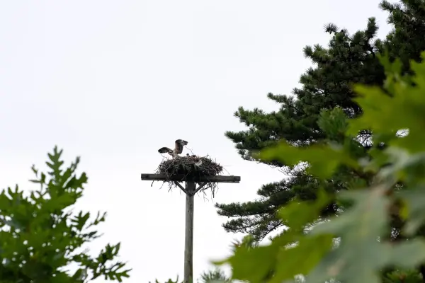 Osprey perched on its nest platform
