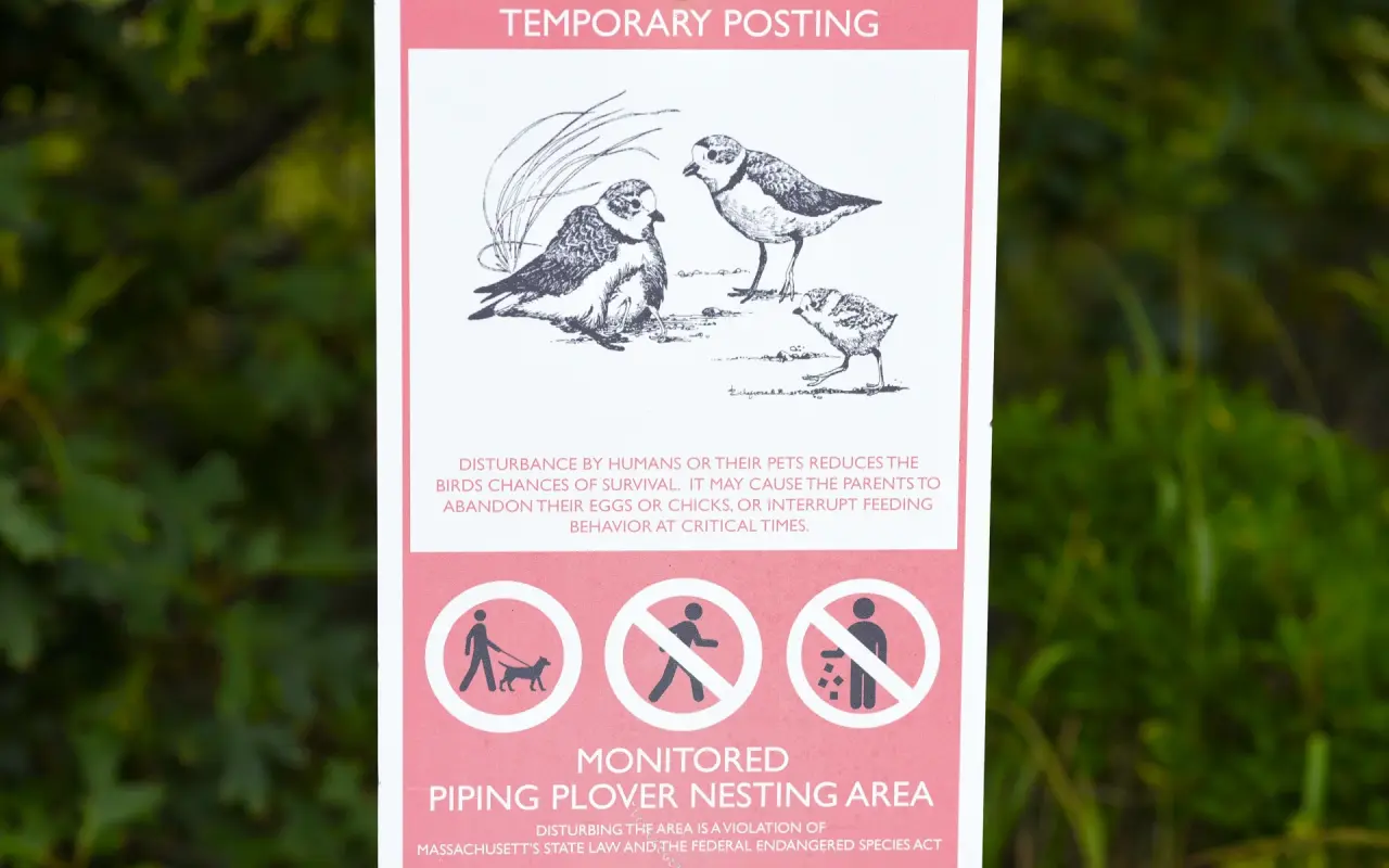 Pink temporary posting sign reading Monitored Piping Plover Nesting Area, with a drawing of plovers and symbols for no dogs, no walking and no littering