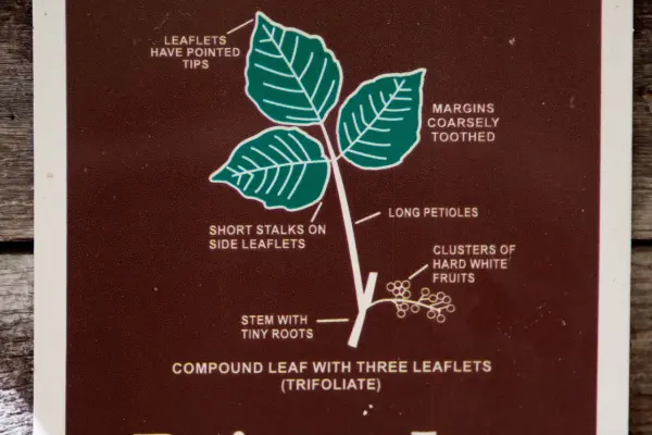 Sign showing how to identify poison ivy's three leaflets