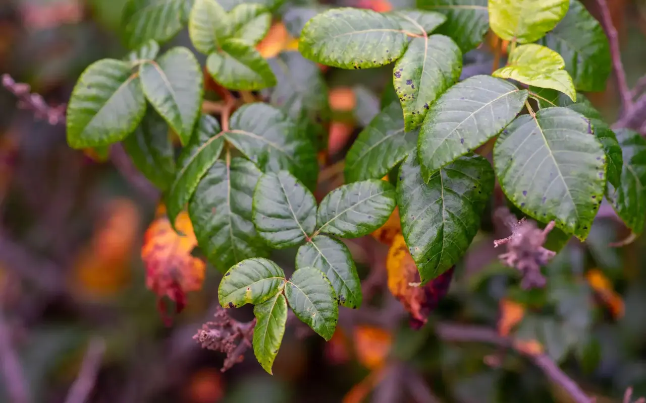A poison ivy plant on Martha’s Vineyard