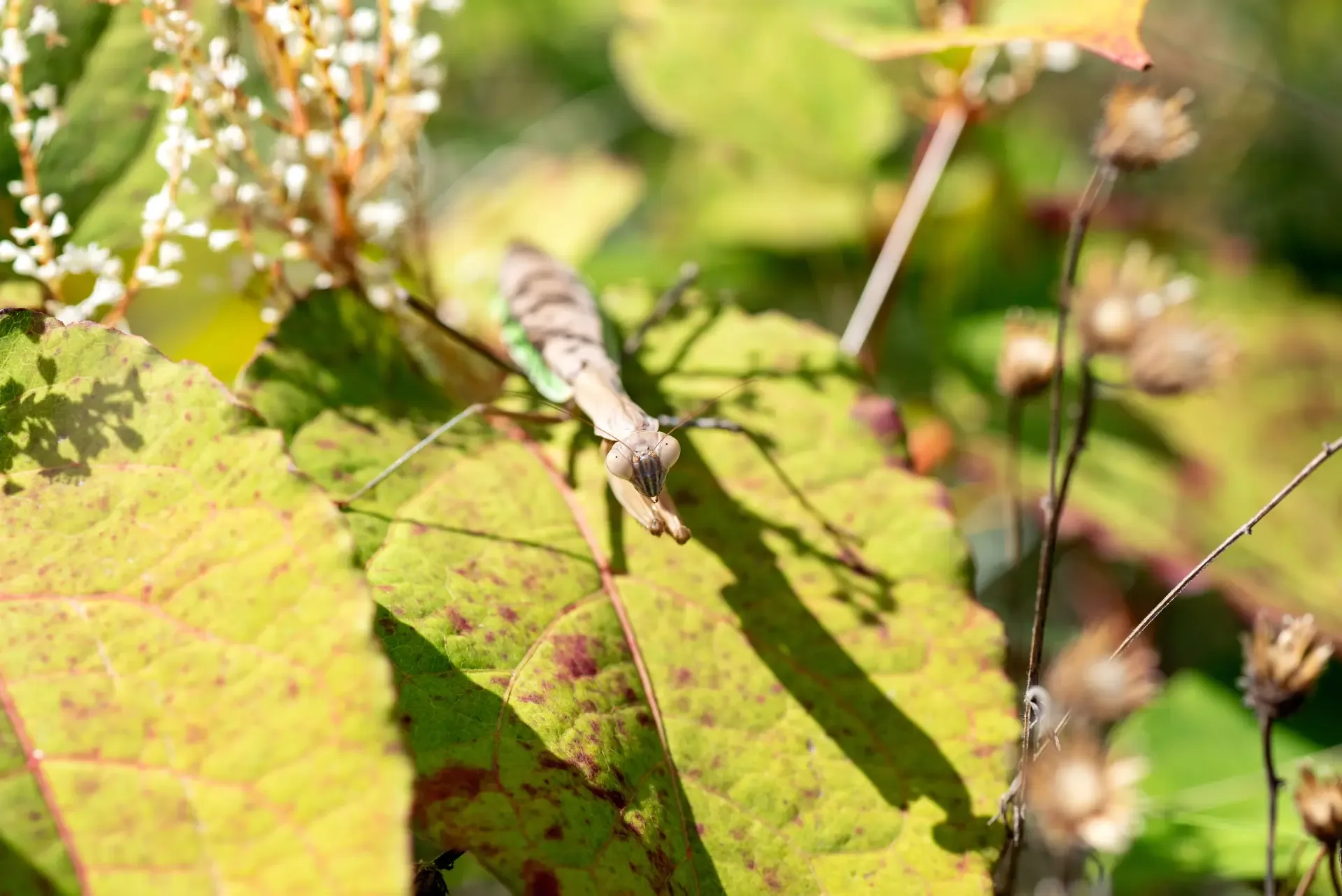 A praying mantis in the garden