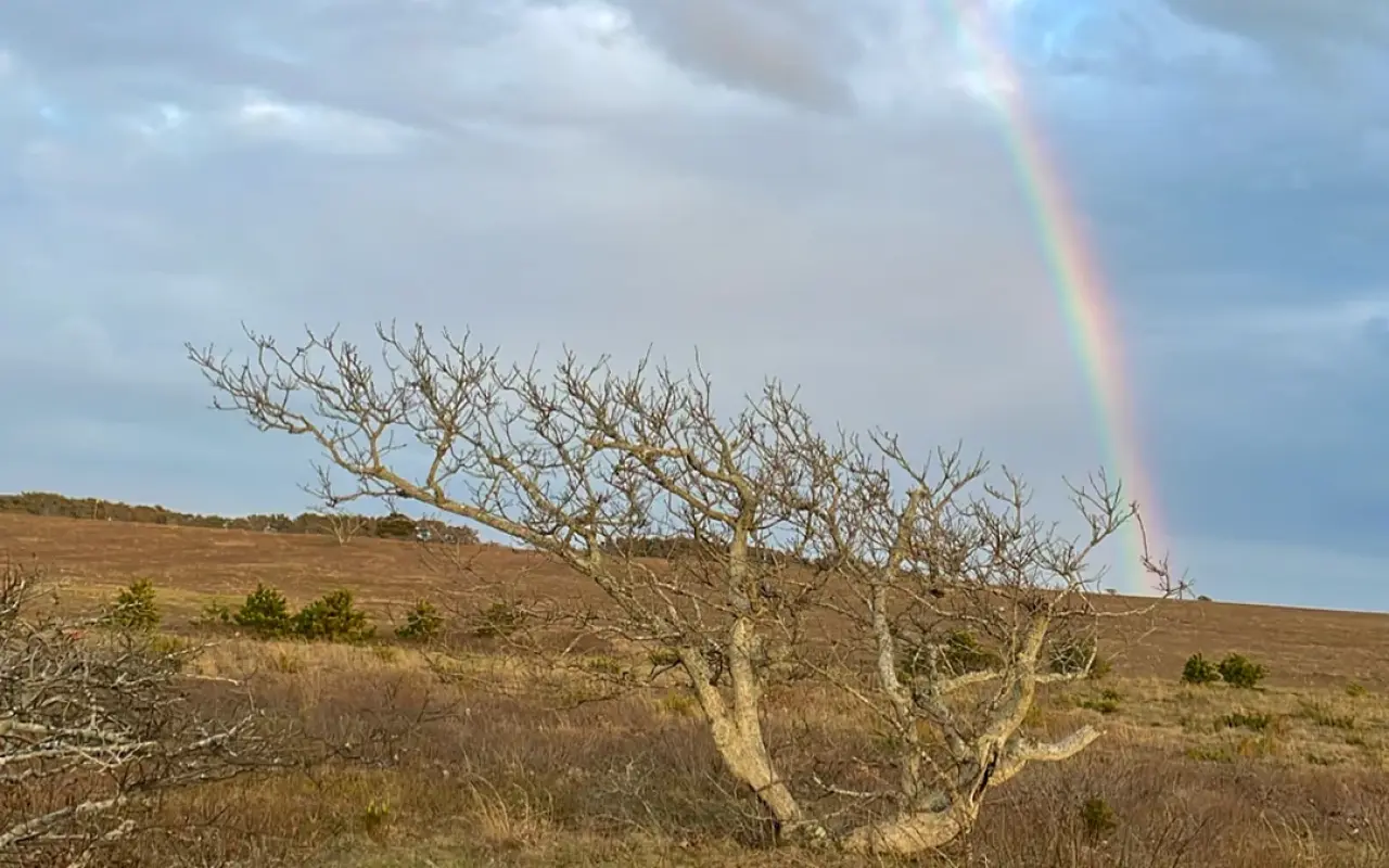 A rainbow over a bare tree and grassland at Katama under a grey sky