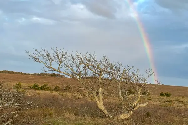 A rainbow over the Katama plains
