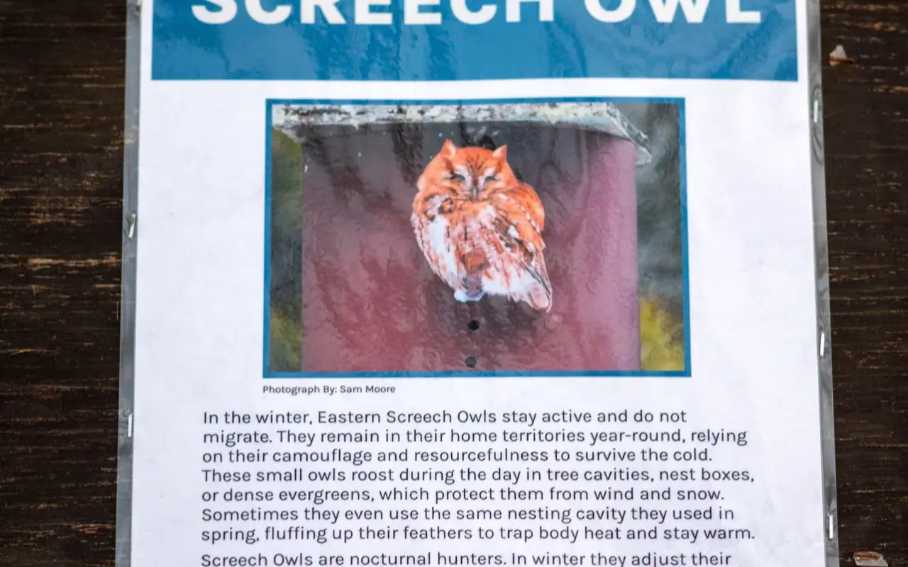A screech owl at Felix Neck on Martha’s Vineyard