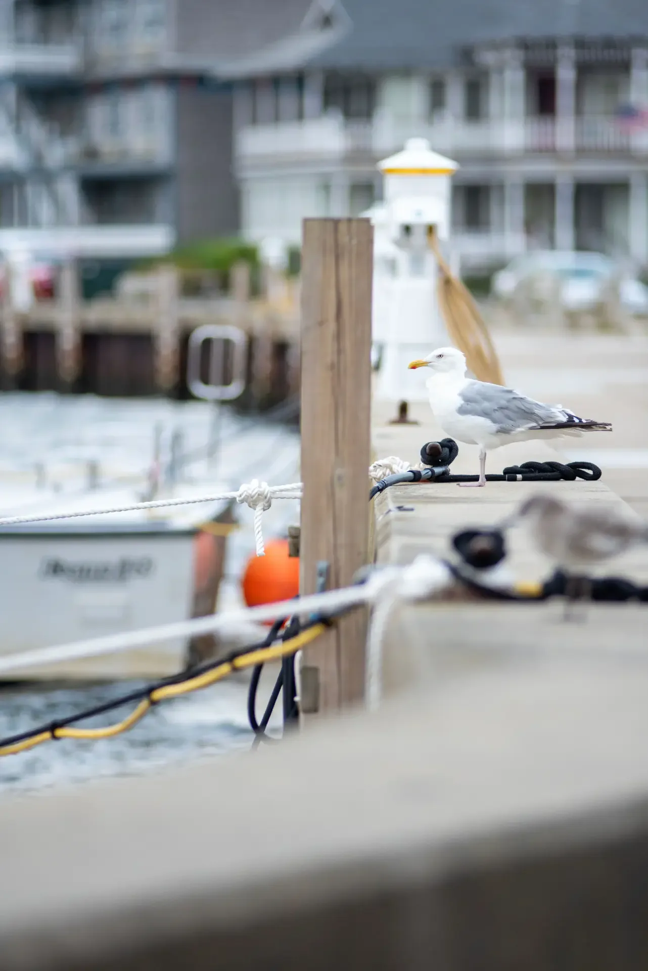 A seagull posted on the dock pilings