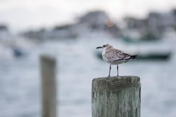 Young gull resting on a wooden piling in the harbor