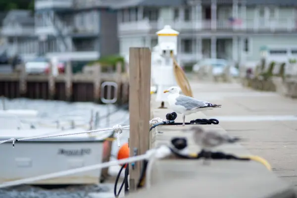 Seagull perched on the harbor bulkhead beside moored boats