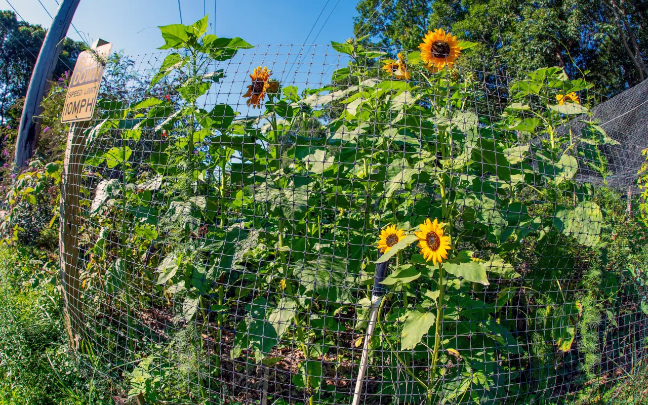 Sunflowers growing behind wire deer fencing beside a rural road