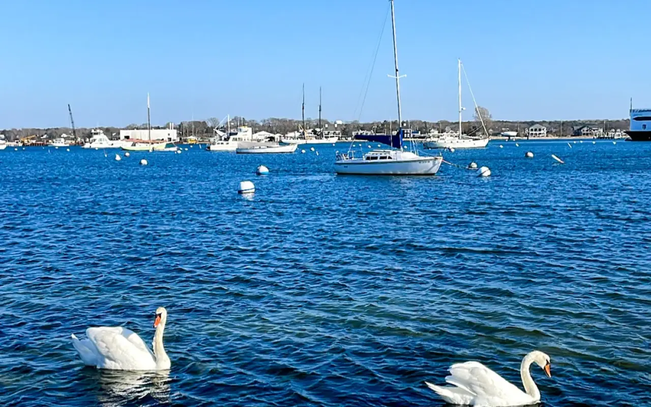 Two swans swimming in clear shallow water on Vineyard Haven harbor