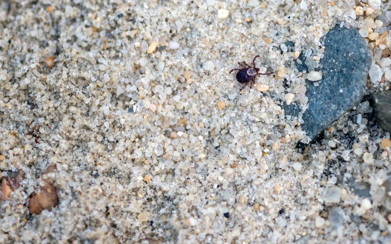 A tick crawling across beach sand on Marthas Vineyard