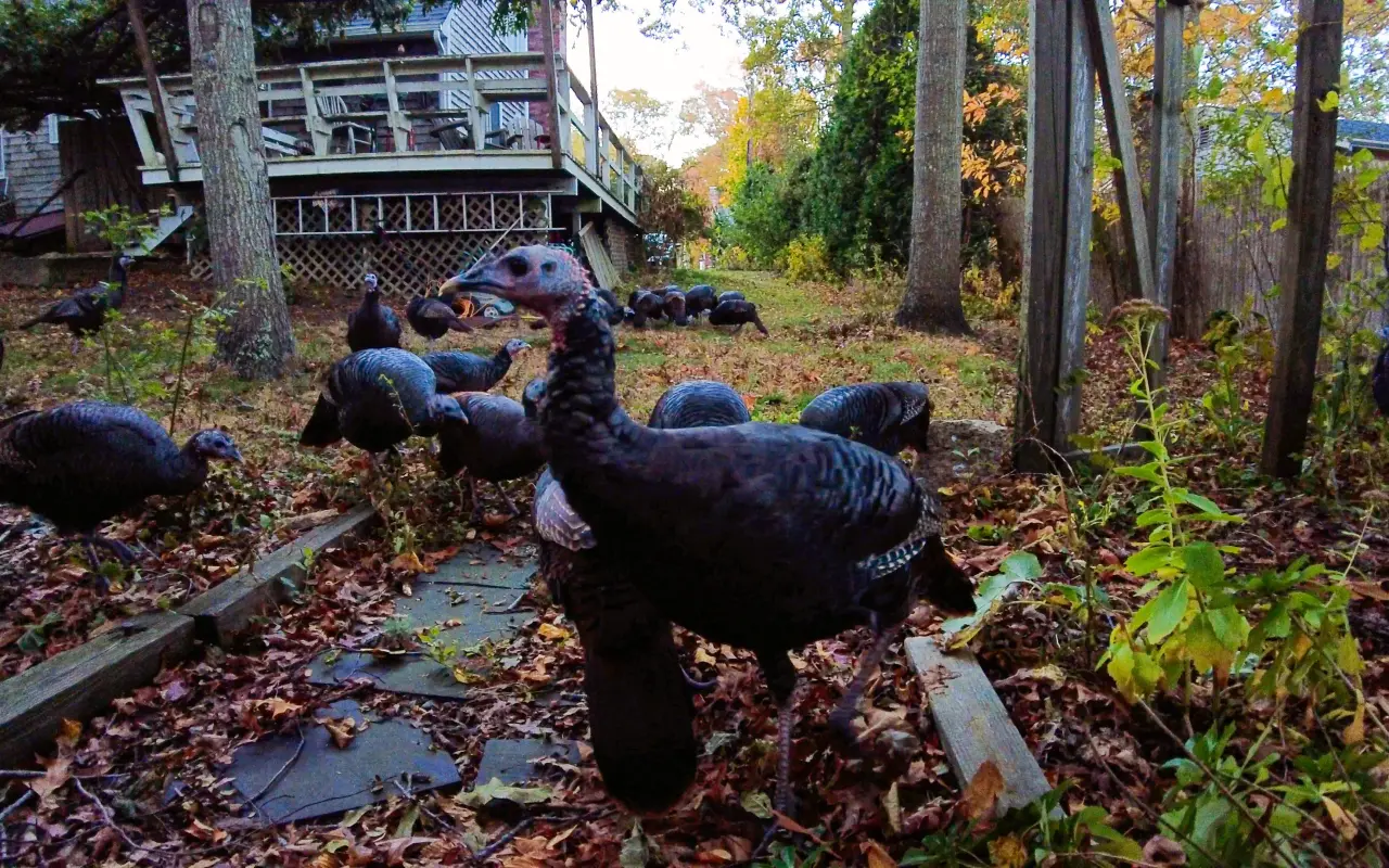 A flock of wild turkeys in a leafy yard on Martha’s Vineyard
