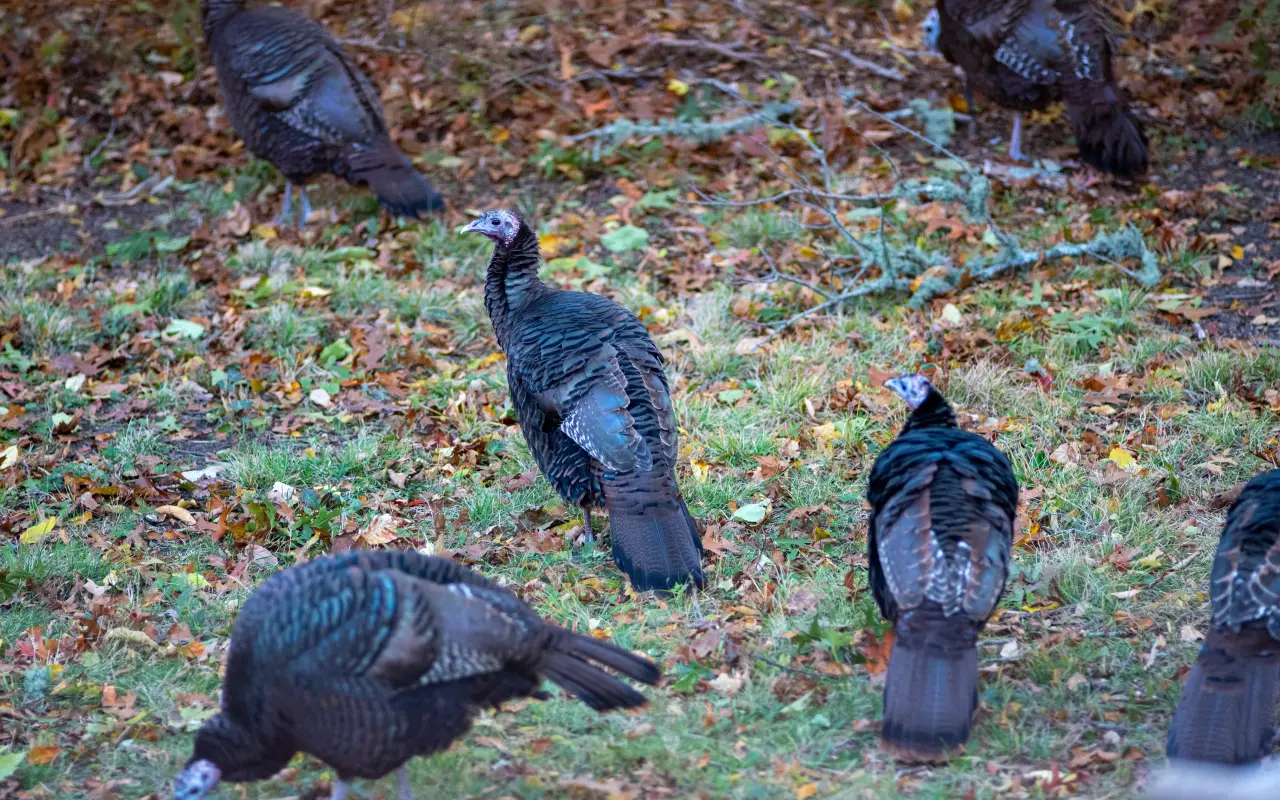 Wild turkeys on Martha's Vineyard