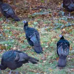 Martha's Vineyard from Thanksgiving to March: The Month-by-Month Winter Guide (2026–2027)