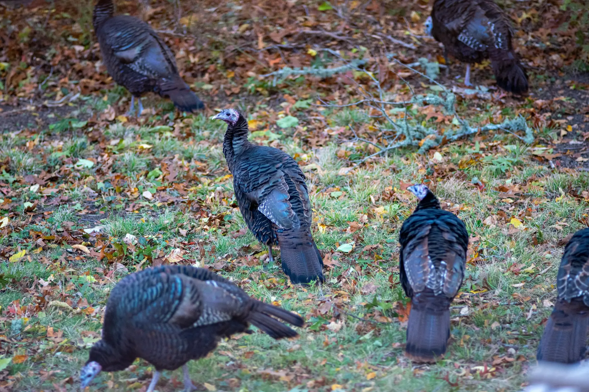 Martha's Vineyard from Thanksgiving to March: The Month-by-Month Winter Guide (2026–2027)