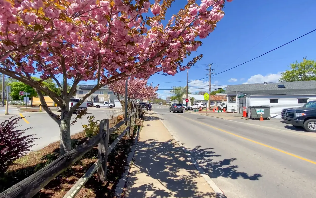 Road into Vineyard Haven in spring with flowering trees along a fence