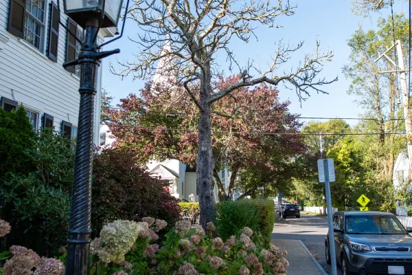 Lamppost and hydrangeas on a quiet Vineyard Haven street