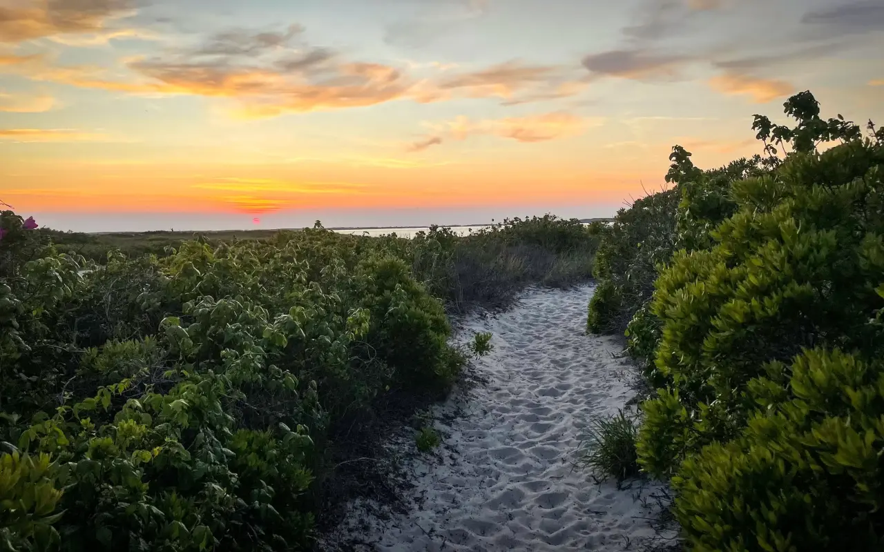 A sandy path between shrubs leading to the water under a sunset sky at West Chop