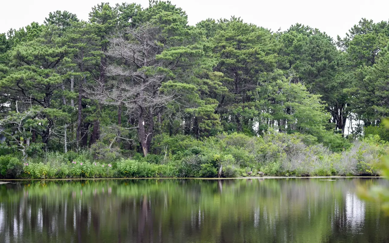 Still freshwater pond reflecting pine trees at West Chop in Vineyard Haven