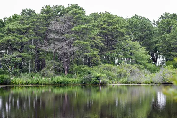 Pines reflected in a still pond near West Chop
