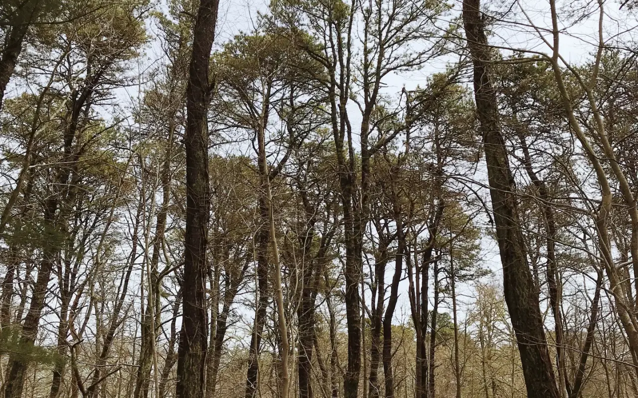 Oak and pitch pine woods in West Tisbury on Martha's Vineyard in early spring