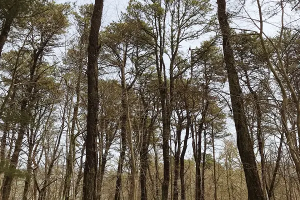 Sun through the pines on a West Tisbury trail