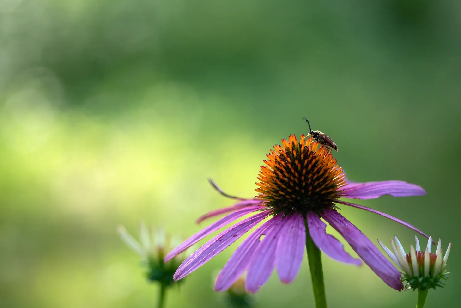 A tiny beetle perches on the crown of a purple coneflower