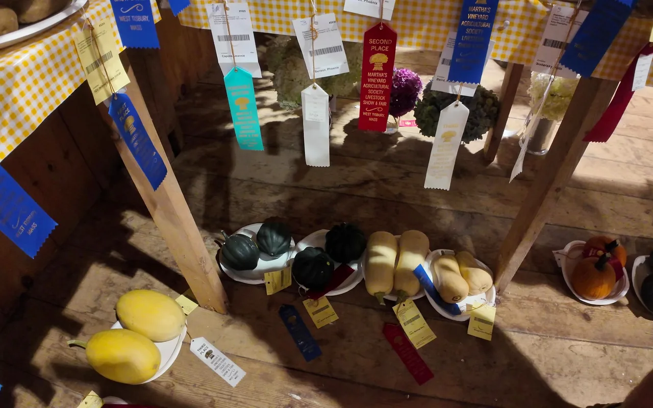 Squash and gourds on a wooden shelf under blue, red and white prize ribbons