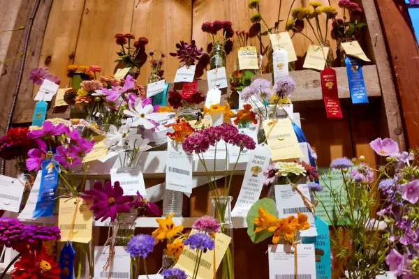 Flower entries with their ribbons and tags