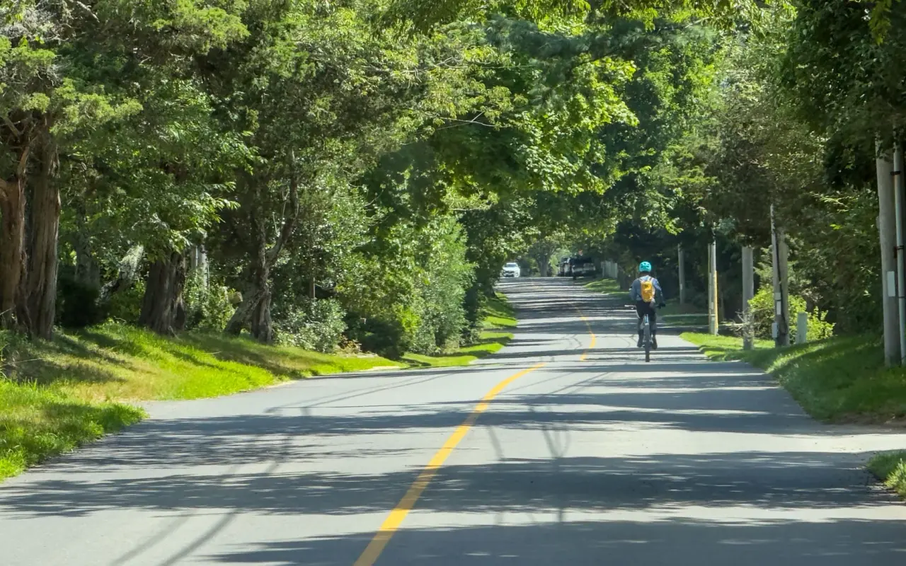 Cyclist riding a tree-lined road in West Tisbury