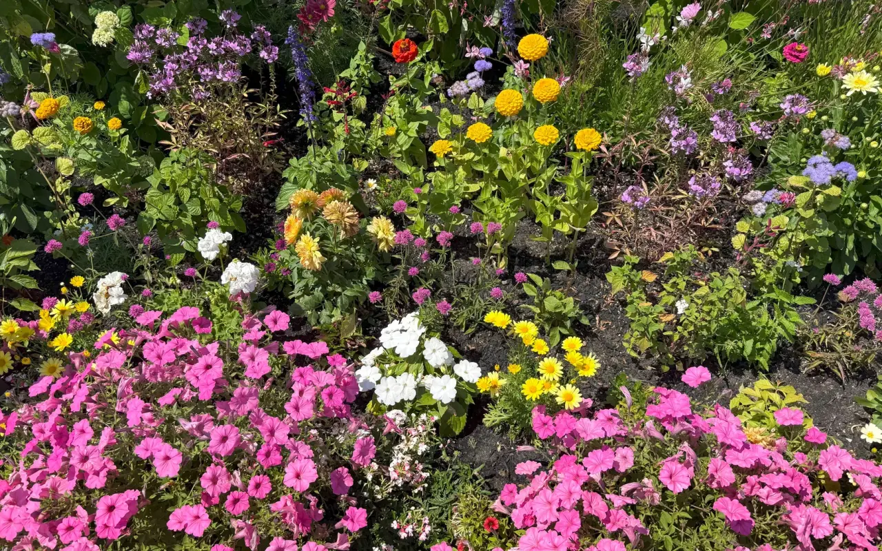 Colorful flower beds in full bloom at Boch Park in Vineyard Haven