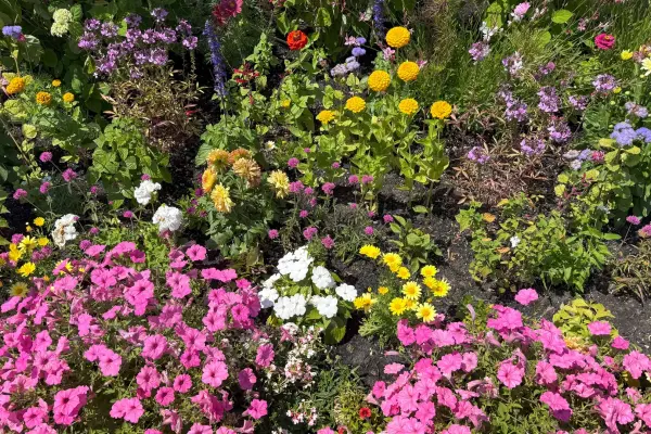 Flowers in bloom at Boch Park